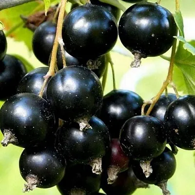 Смородина чёрная СОКРОВИЩЕ в Подольске