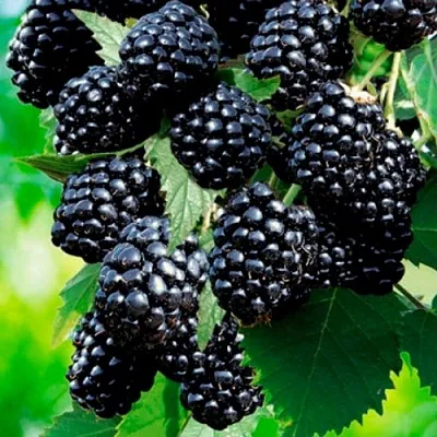 Ежевика ЛОХТЕЙ бесшипная  Ежевика ЛОХТЕЙ бесшипная в Подольске