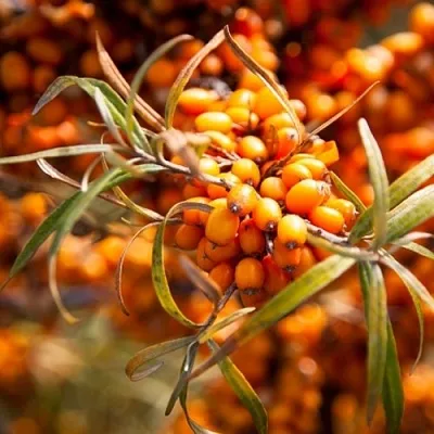 Облепиха ФИНСКАЯ  Облепиха ФИНСКАЯ в Подольске