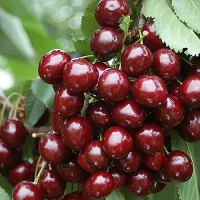 Черешня СИЛЬВИЯ колоновидная  Черешня СИЛЬВИЯ колоновидная в Подольске