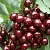 Черешня СИЛЬВИЯ колоновидная  Черешня СИЛЬВИЯ колоновидная в Подольске
