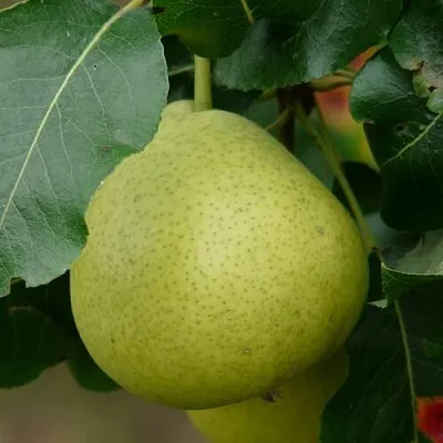 Груша САНРЕМО колонновидная  Груша САНРЕМО колонновидная в Подольске