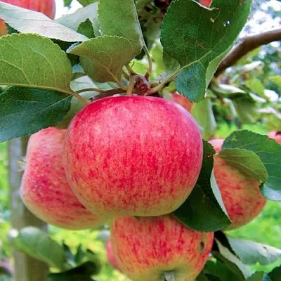 Яблоня ПИРОС  Яблоня ПИРОС в Подольске