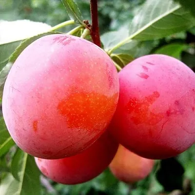 Слива КОМЕТА  Слива КОМЕТА в Подольске