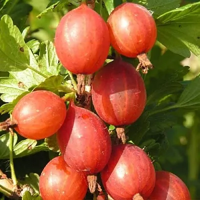 Крыжовник МАШЕКА  Крыжовник МАШЕКА в Подольске