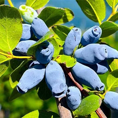 Жимолость съедобная АВРОРА в Подольске