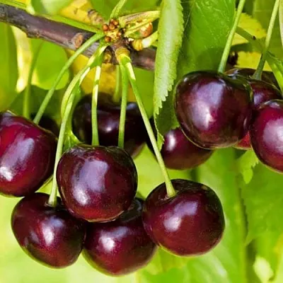 Черешня ИПУТЬ  Черешня ИПУТЬ в Подольске