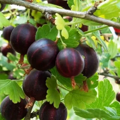 Крыжовник СЕВЕРНЫЙ КАПИТАН  Крыжовник СЕВЕРНЫЙ КАПИТАН в Подольске