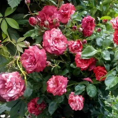 Саженцы роз БРАУНИ плетистая — описание сорта Саженцы роз БРАУНИ плетистая в Подольске