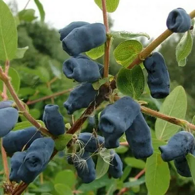 Жимолость съедобная ПУШКИНСКАЯ в Подольске