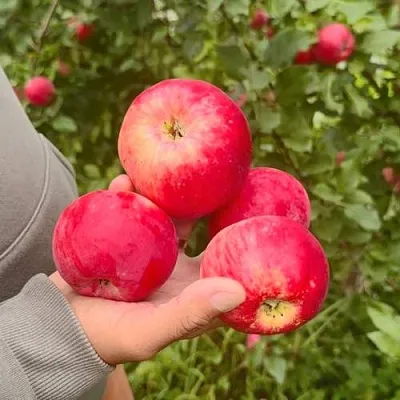 Яблоня АКСЕНА  Яблоня АКСЕНА в Подольске