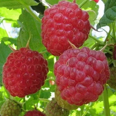 Малина НОВОСТЬ КУЗЬМИНА  в Подольске