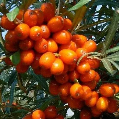 Облепиха ПЛАМЕННАЯ  Облепиха ПЛАМЕННАЯ в Подольске