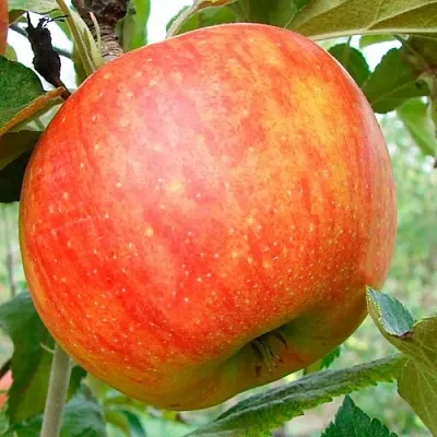 Яблоня ЦЕЛЕСТЕ  Яблоня ЦЕЛЕСТЕ в Подольске