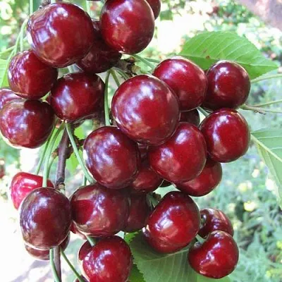 Черешня ОДРИНКА  Черешня ОДРИНКА в Подольске
