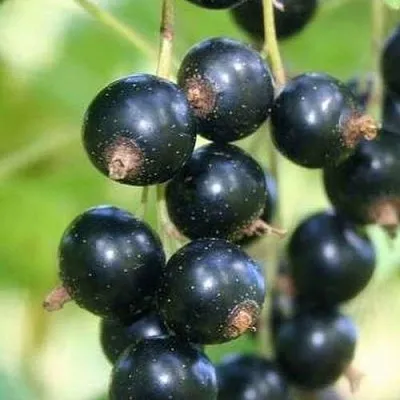 Смородина черная СТРЕЛЕЦ в Подольске