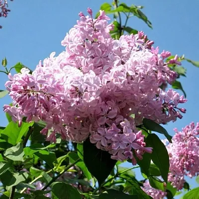 Сирень БУФФОН  Сирень БУФФОН в Подольске