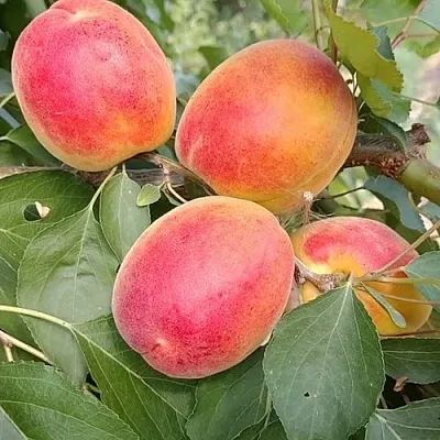 Абрикос ОСОБЕННЫЙ ДЕНИСЮКА в Подольске