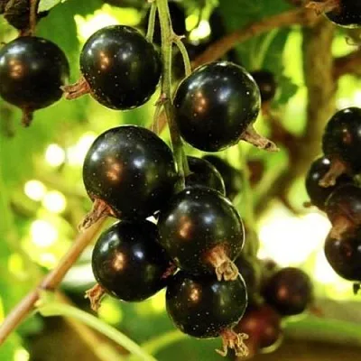 Смородина чёрная НАРА в Подольске