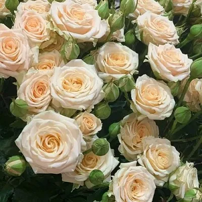 Саженцы роз ТАНЯ спрей  Саженцы роз ТАНЯ спрей в Подольске