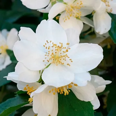 Жасмин ЮСТИНКА  Жасмин ЮСТИНКА в Подольске