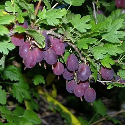 Крыжовник ГРУШЕНЬКА  Крыжовник ГРУШЕНЬКА в Подольске