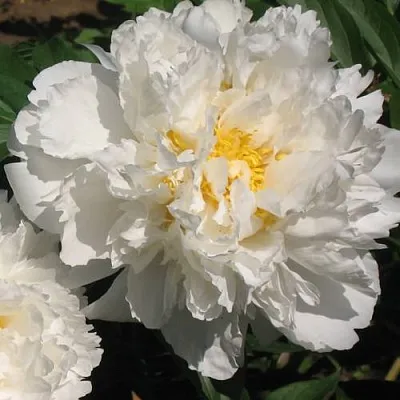 Пион БОУЛ ОФ КРИМ травянистый в Подольске