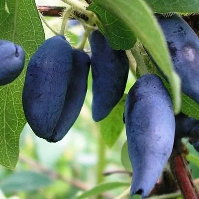 Жимолость съедобная в Подольске