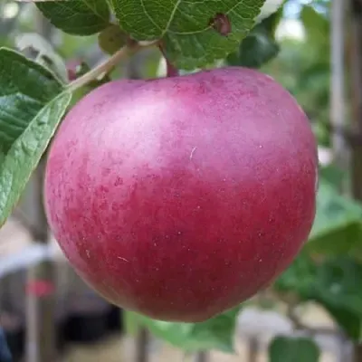 Яблоня НОРИС в Подольске