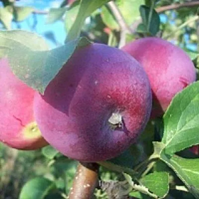 Яблоня СЕРЕБРЯНОЕ КОПЫТЦЕ  Яблоня СЕРЕБРЯНОЕ КОПЫТЦЕ в Подольске