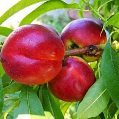 Нектарин в Подольске