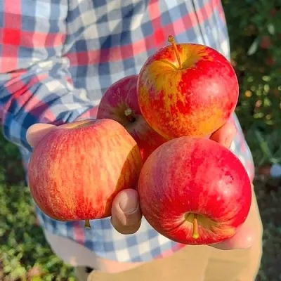 Яблоня КРАСАВИТА в Подольске