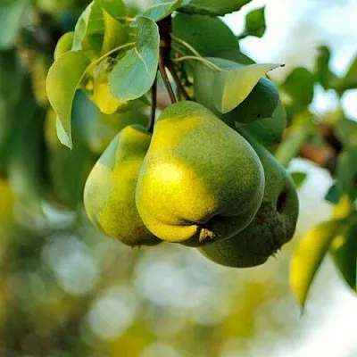 Груша СТОЛИЧНАЯ колонновидная  Груша СТОЛИЧНАЯ колонновидная в Подольске