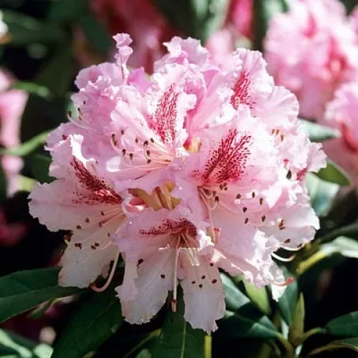 Рододендрон ЧИР  Рододендрон ЧИР в Подольске