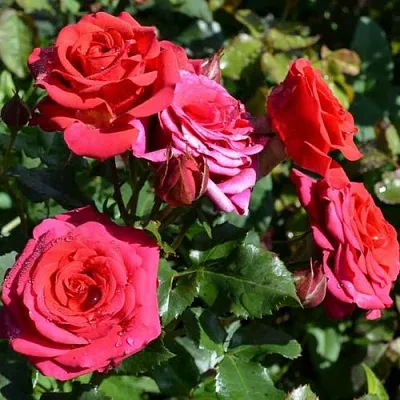 Саженцы роз МИРАБЕЛЬ спрей  Саженцы роз МИРАБЕЛЬ спрей в Подольске