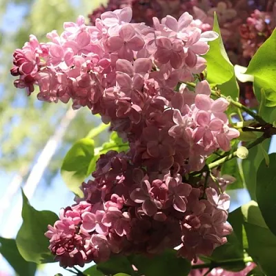 Сирень МЕДОВЫЙ СПАС  Сирень МЕДОВЫЙ СПАС в Подольске