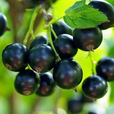 Смородина чёрная ВЕЛОЙ (ЛЕНИНГРАДСКАЯ СЛАДКАЯ) в Подольске