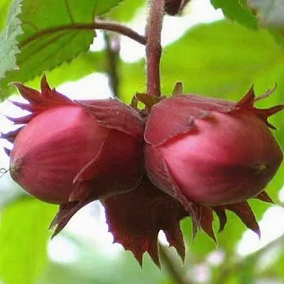 Фундук АЙВЕНГО  Фундук АЙВЕНГО в Подольске