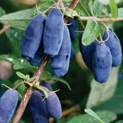 Жимолость съедобная ЛАЗУРНАЯ в Подольске