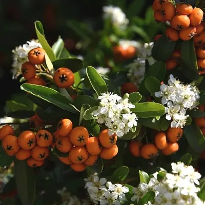 Пираканта  Пираканта в Подольске