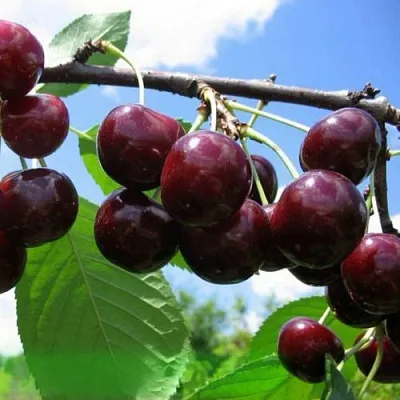 Дюк ЧУДО-ВИШНЯ в Подольске