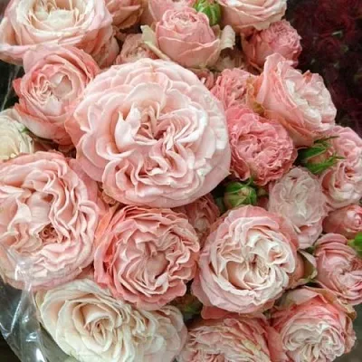 Саженцы роз МАДАМ БОМБАСТИК спрей  Саженцы роз МАДАМ БОМБАСТИК спрей в Подольске