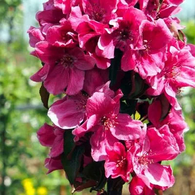 Яблоня МАЛИНОВОЕ ОЖЕРЕЛЬЕ колонновидная  Яблоня МАЛИНОВОЕ ОЖЕРЕЛЬЕ колонновидная в Подольске