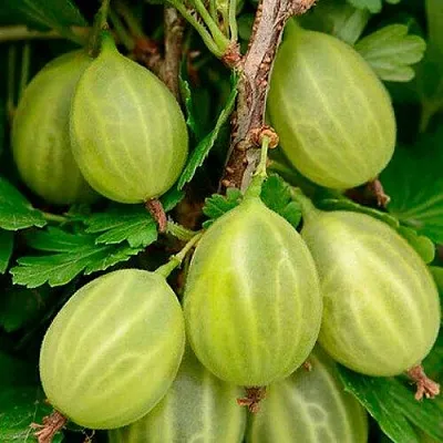 Крыжовник УРАЛЬСКИЙ ИЗУМРУД  Крыжовник УРАЛЬСКИЙ ИЗУМРУД в Подольске