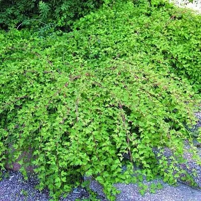 Стефанандра  Стефанандра в Подольске