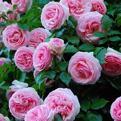 Саженцы роз ПЬЕР ДЕ РОНСАР плетистая  Саженцы роз ПЬЕР ДЕ РОНСАР плетистая в Подольске