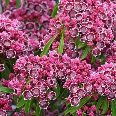 Кальмия  Кальмия в Подольске