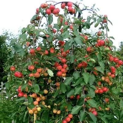 Яблоня ХЮВИНГИЕНЗИС декоративная в Подольске