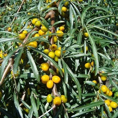 Облепиха ЖЕЛТОПЛОДНАЯ в Подольске