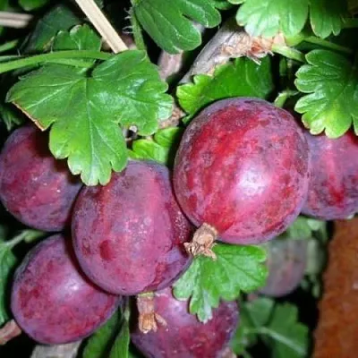 Крыжовник КОЛОБОК  Крыжовник КОЛОБОК в Подольске